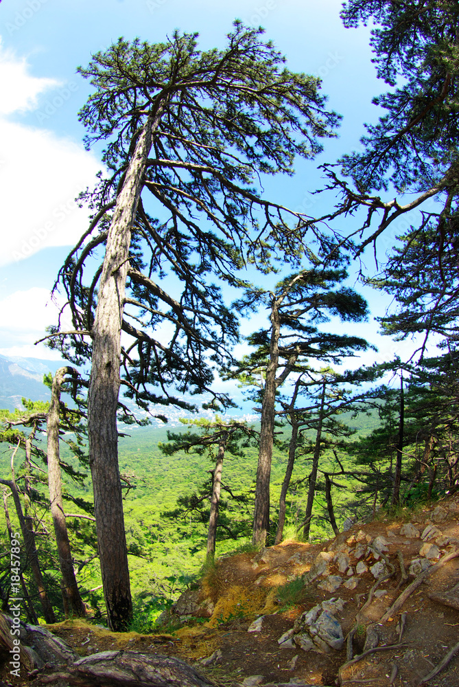 Obraz premium forest