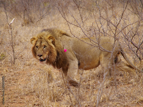 Darting a Male Lion