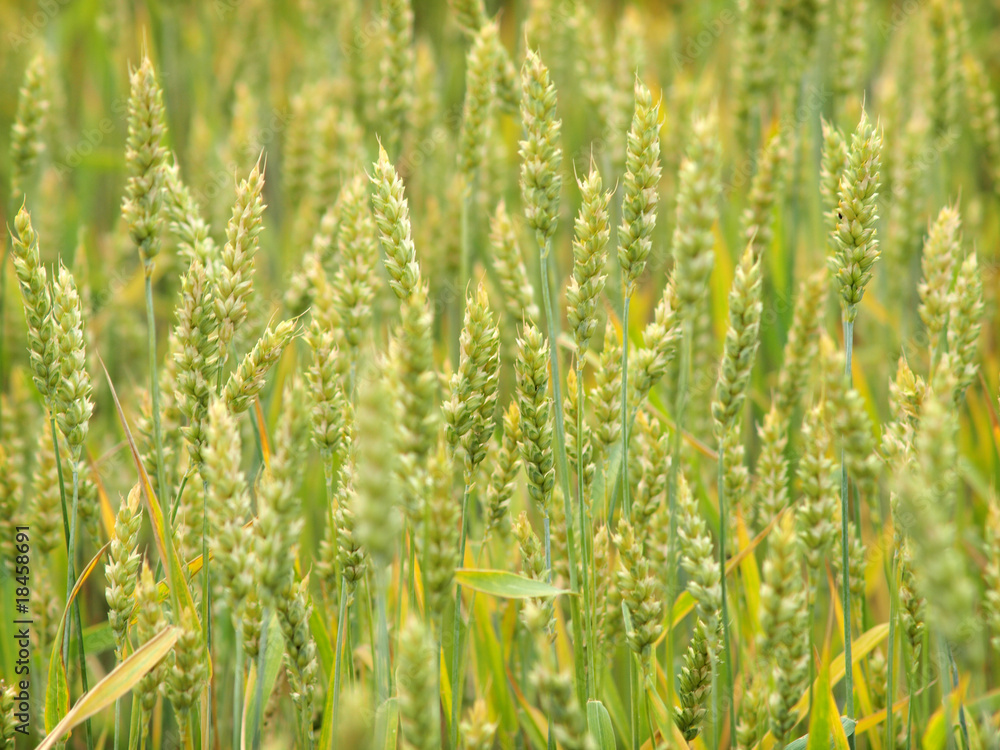 Organic green crop close up Organic green crop close up