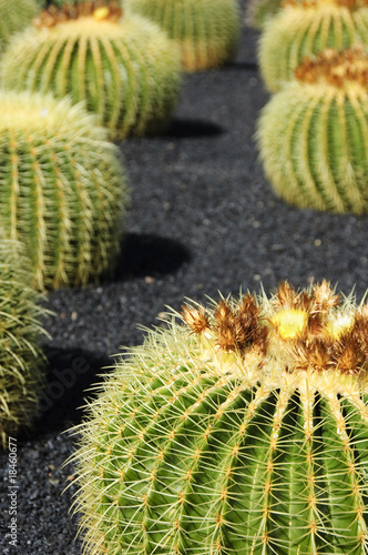 Echinocactus grusonii