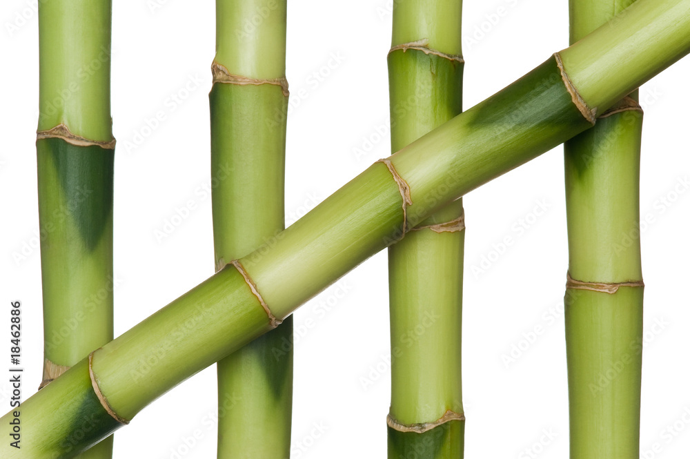 Obraz premium Bambus