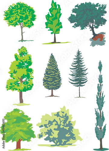 ARBRES ET FORET