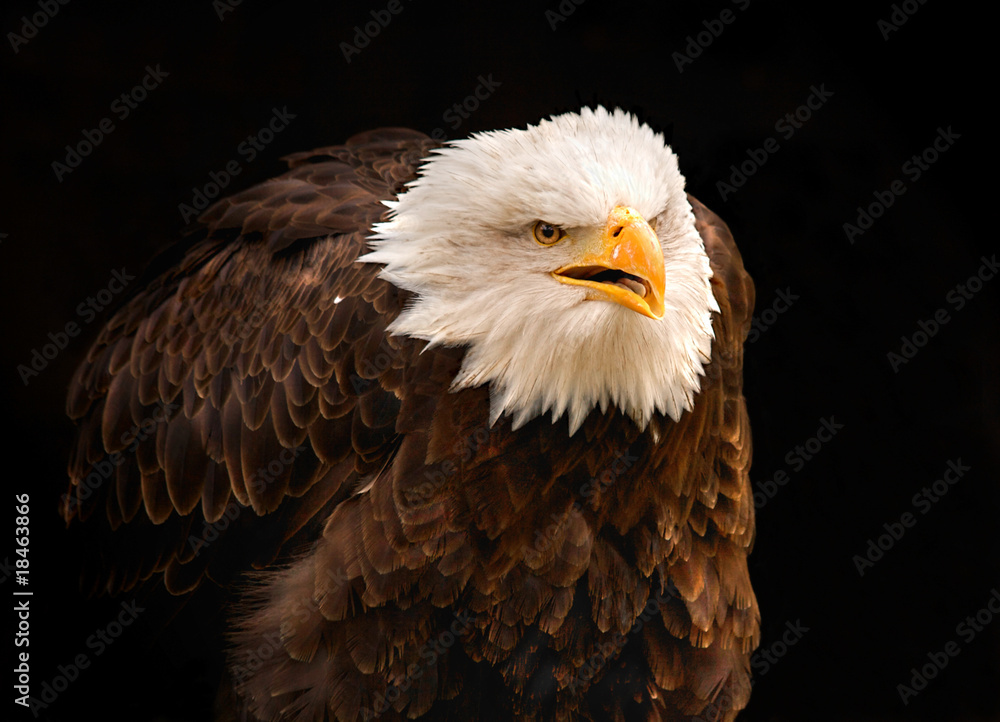 Fototapeta premium Weißkopf