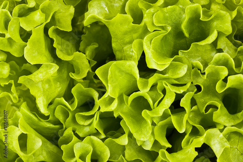 Bright green background, salad. Leaves