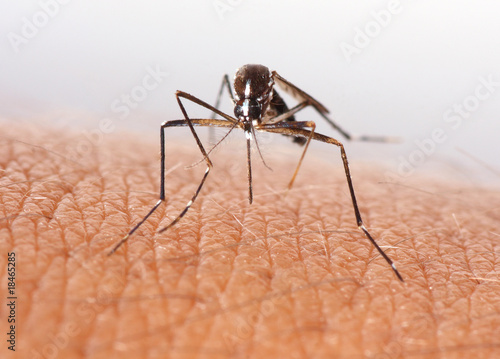 Mosquito sobre piel © natursports