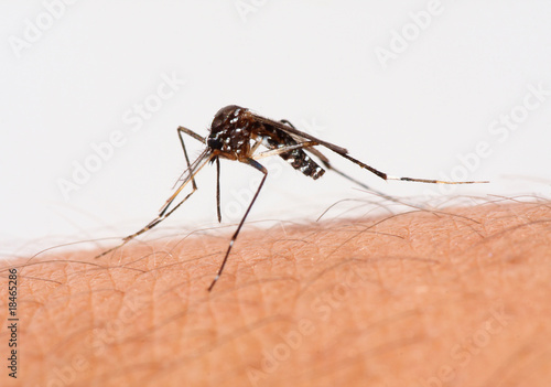 Mosquito hambriento
