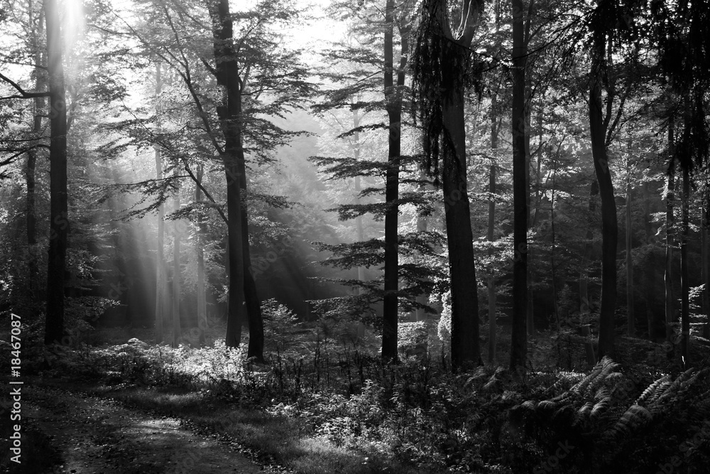 Obraz premium Forest light