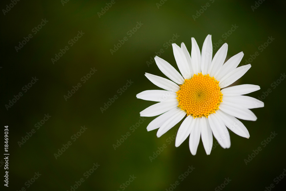 Fototapeta premium Daisy