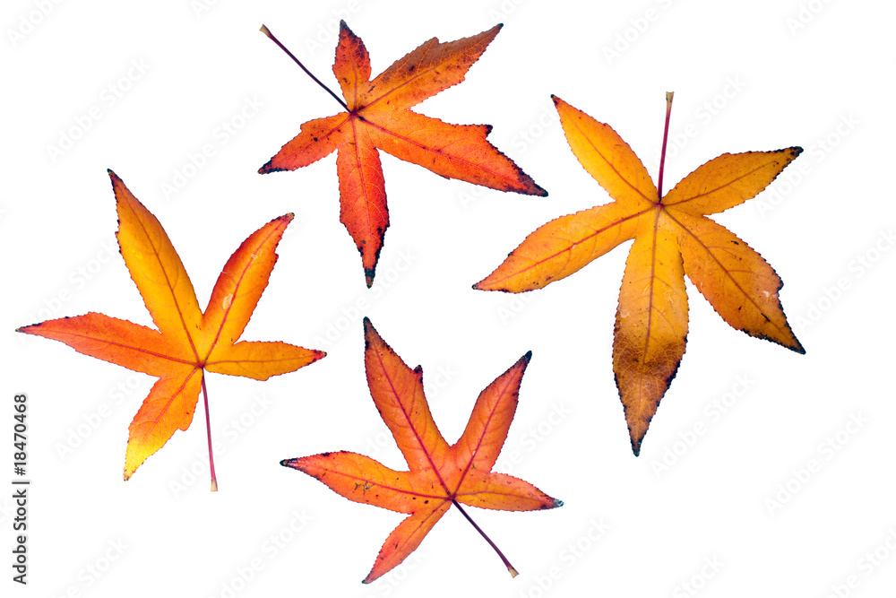 autumn iquidambar leaves isolated on white