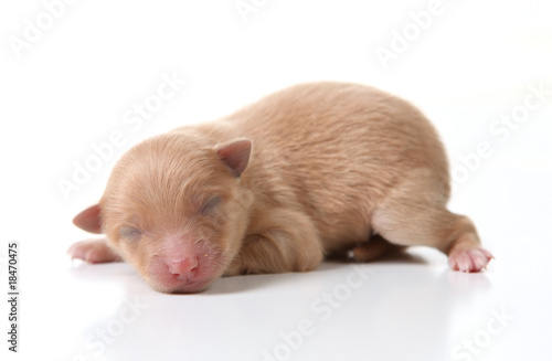 Newborn Pomeranian Puppy Sleeping on White Background