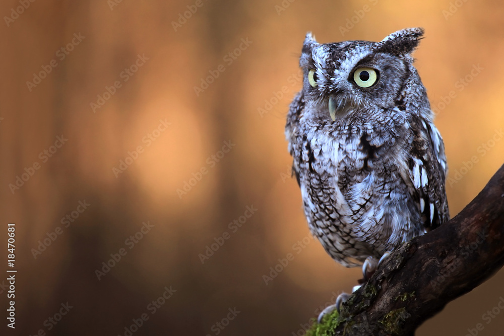 Obraz premium Eastern Screech Owl