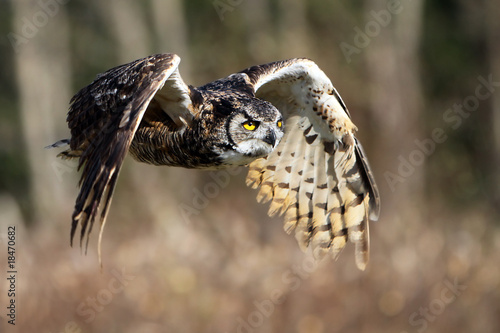 Great Horned Owl In Flight