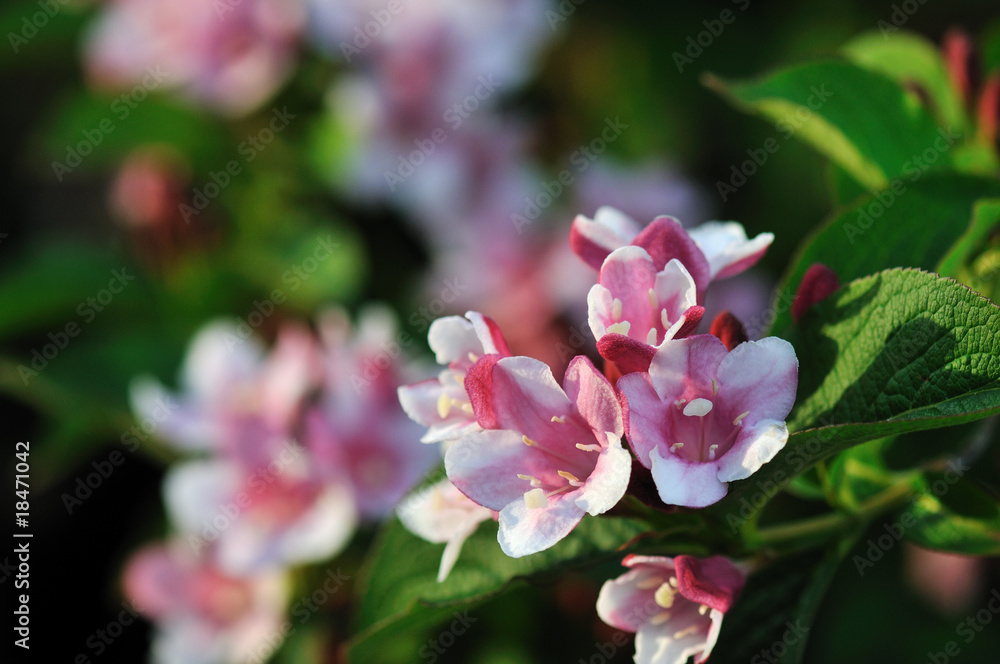Fototapeta premium Kolkwitzia amabilis, Beautybush