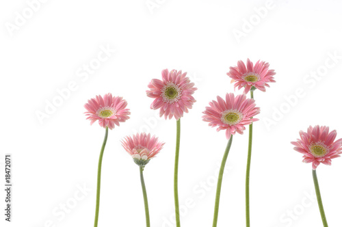 Bright Pink sunflower isolated on white
