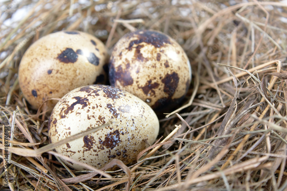 motley eggs at nest. motley eggs at nest.