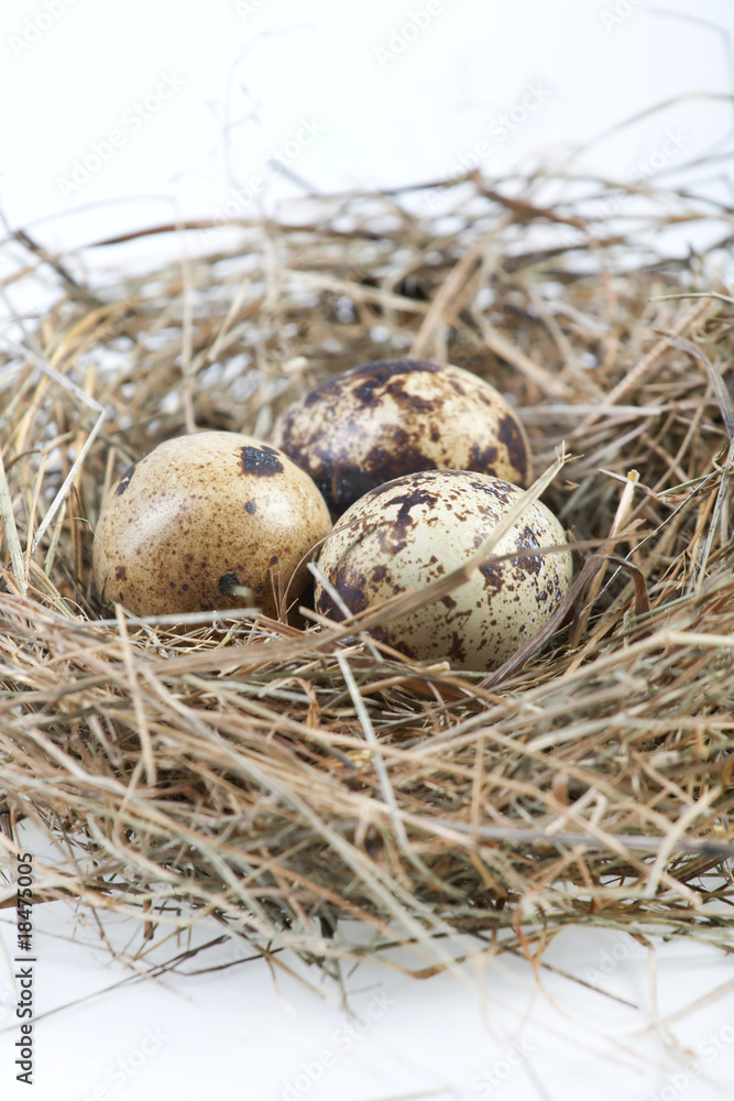 Obraz premium motley eggs at nest.