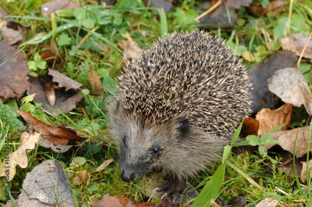 Igel unterwegs....
