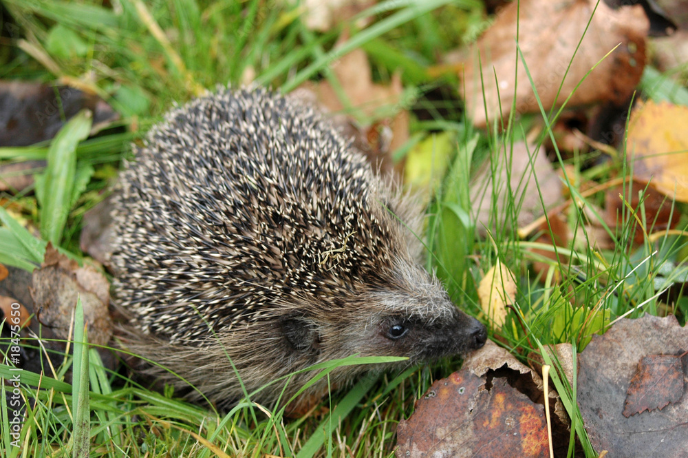 Igel sieht sich um Igel sieht sich um