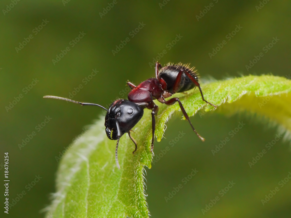 garden ant on a leaf garden ant on a leaf