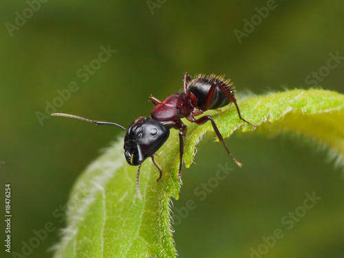 garden ant on a leaf © Antrey