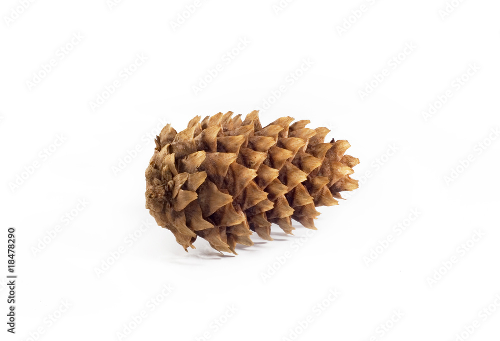 Cone Cone
