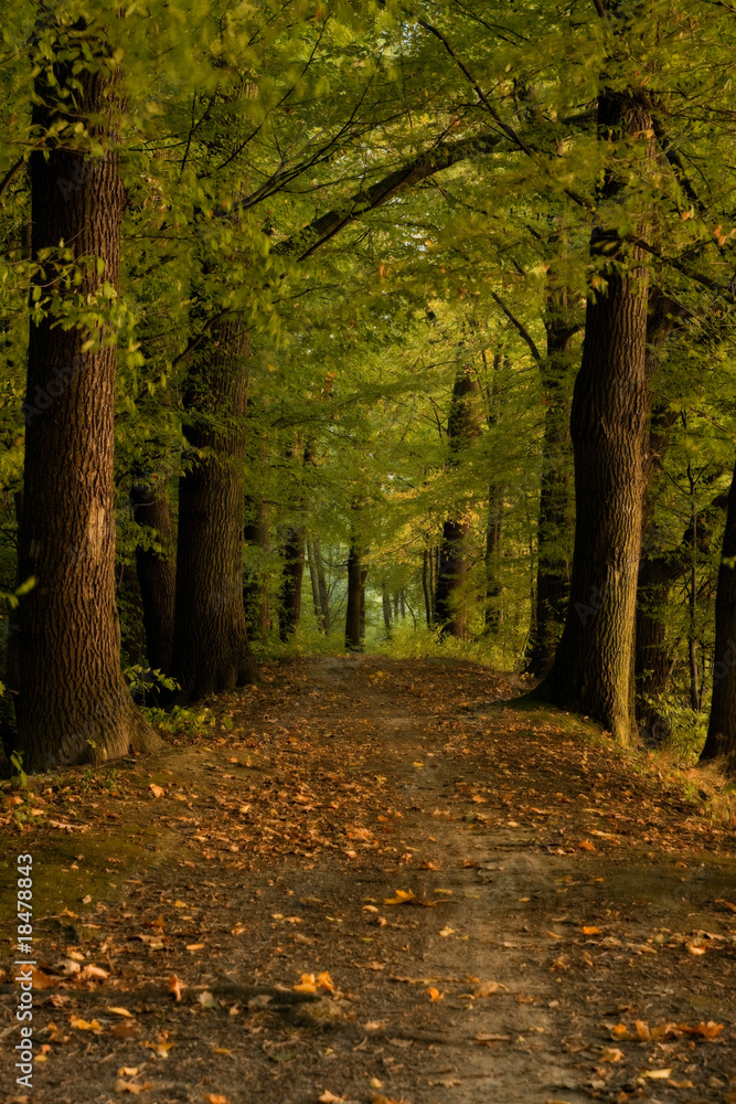 Pathway in forrest