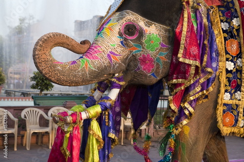 Gangaur Festival-Jaipur photo