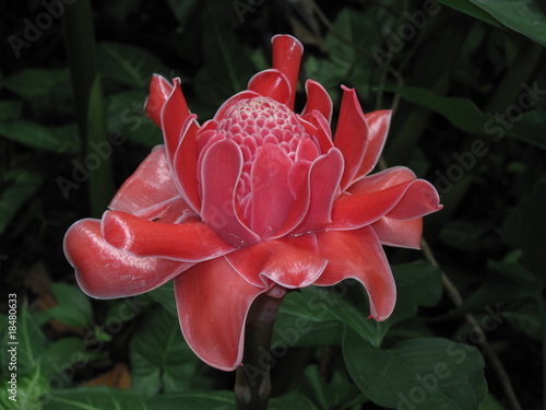 Torch Ginger photo