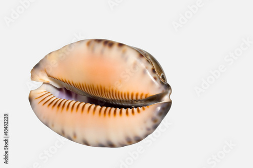 cockleshell isolated on white
