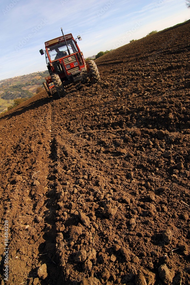 Fototapeta premium semina