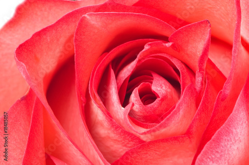 Wallpaper Mural Rose Torontodigital.ca