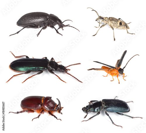 Different beetles isolated on white background.