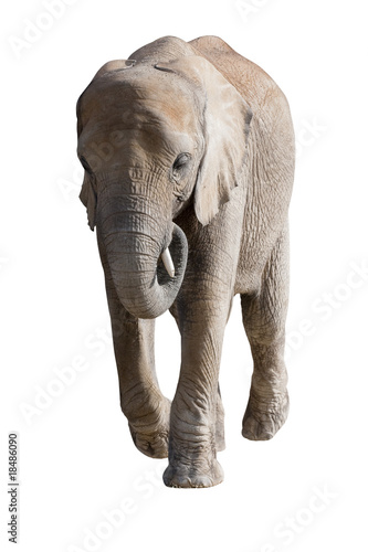   l  phant