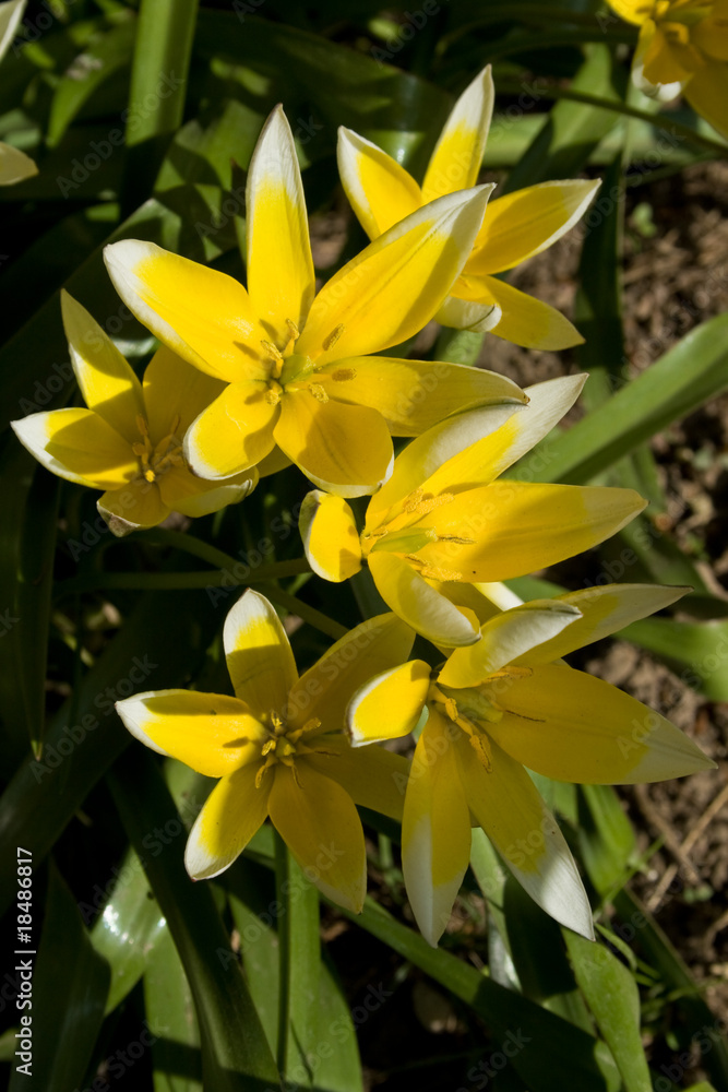 Tulips Tulips