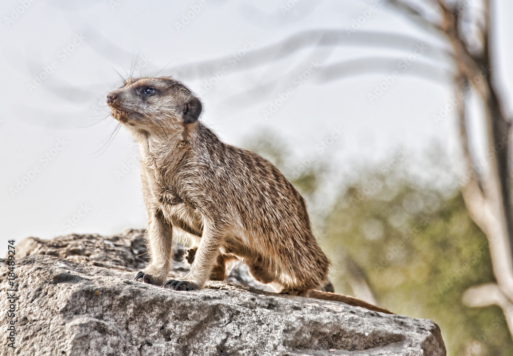 Fototapeta premium suricate
