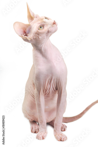 Egyptian bald cat