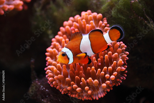 Foto clownfish Amphiprion ocellaris