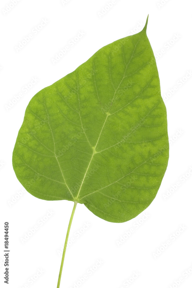 Obraz premium Catalpa leaf