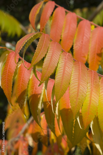 Sumac leaves in the fall