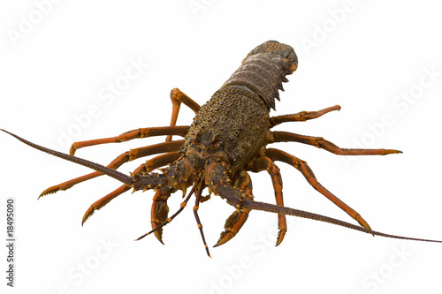 Crayfish isolated on white background