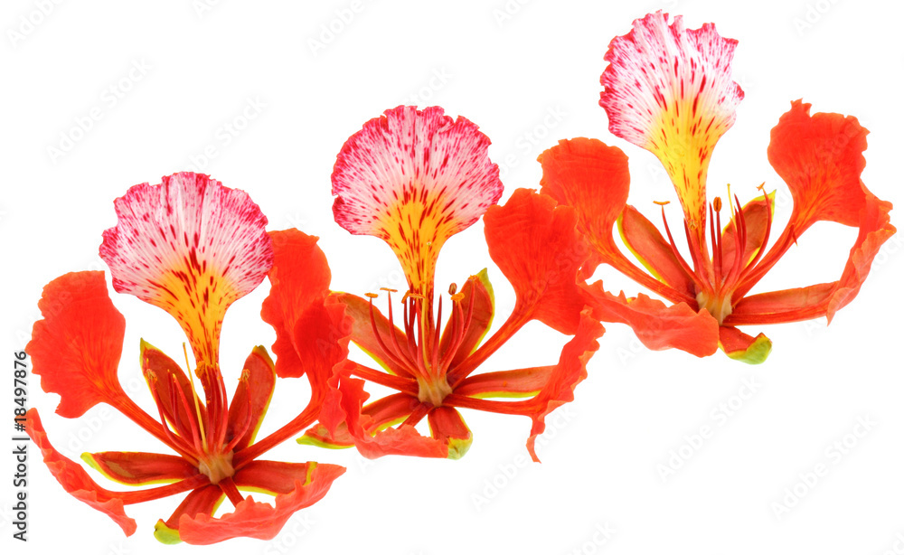 fleurs rouges flamboyant, Delonix regia, fond blanc
