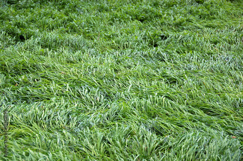 Grass undulating in the breeze. Abstract background.