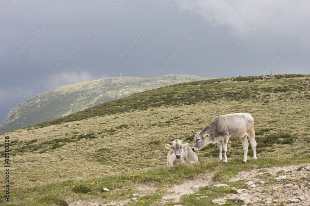 kühe in den alpen südtirols