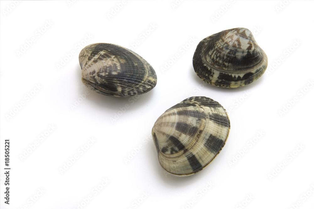 Vongole Vongole