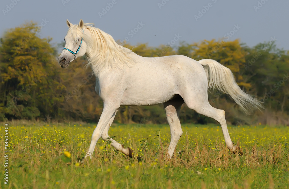 white arabian horse