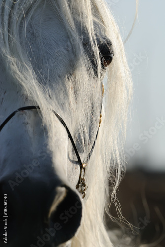 closeup of horse's eye