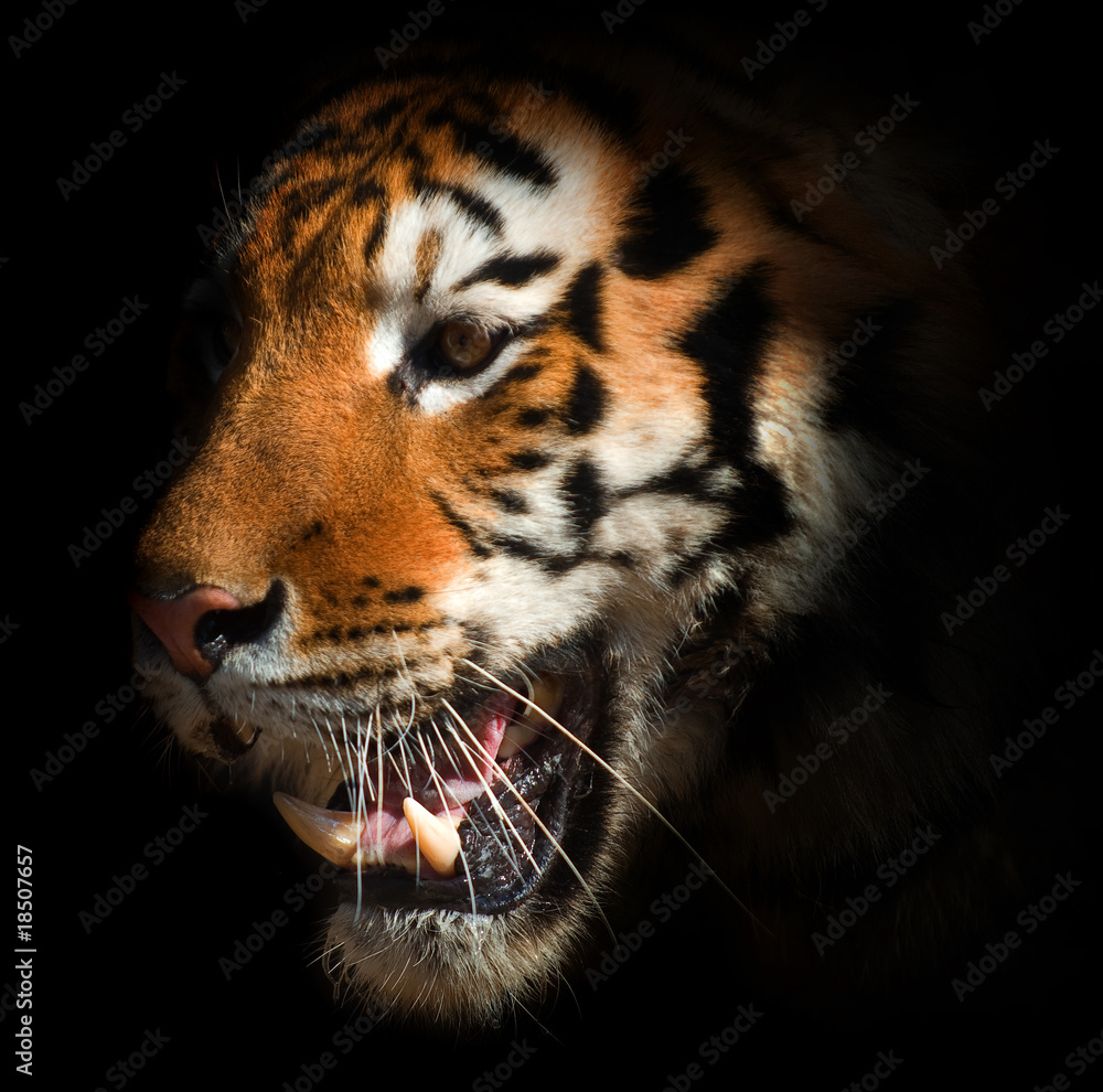 Fototapeta premium tiger