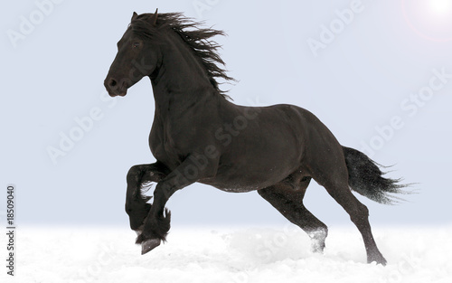 The horse gallops through the snow