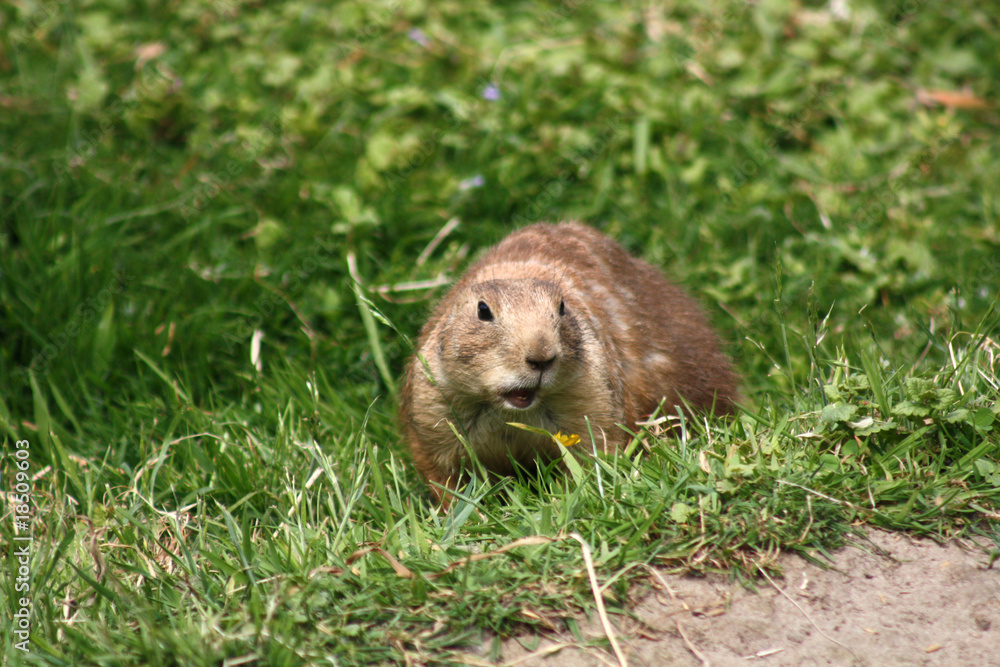 Naklejka premium Erdhörnchen
