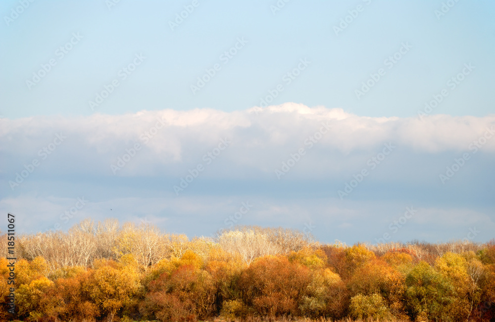 Landscape with trees against the sky
